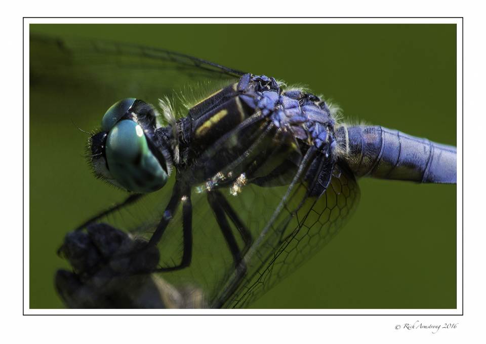 dragonfly 5w2 copy.jpg